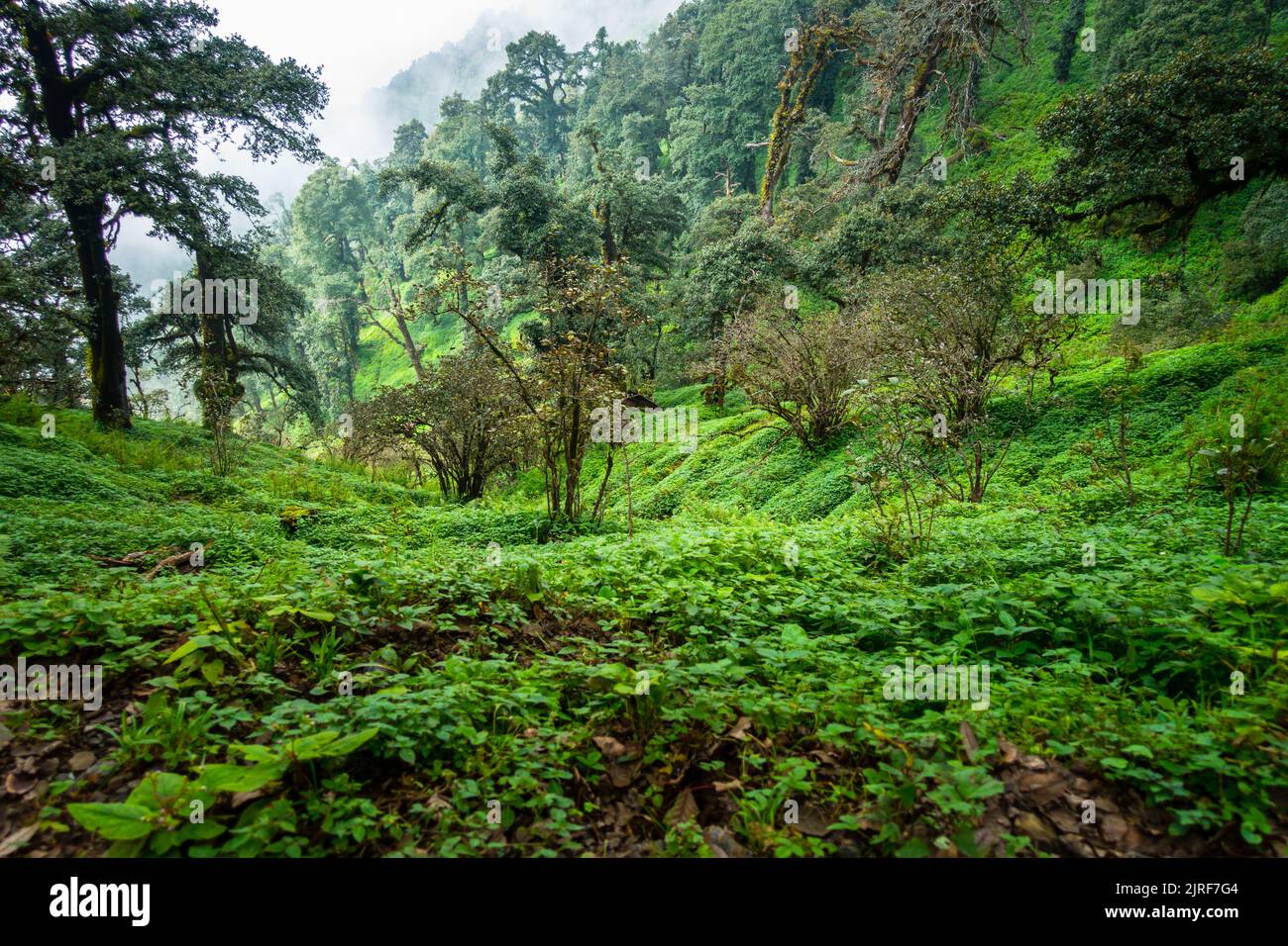 A Himalayan mountain ridge with native herbs and shrubs and trees. Uttarakhand India. Stock Photo