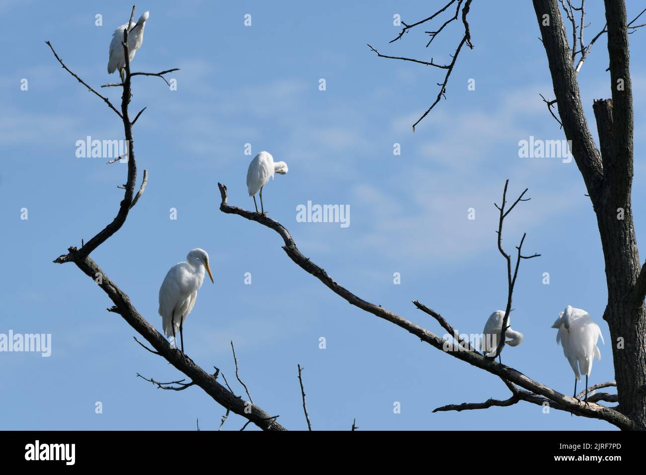 Several Snowy Egrets perched on dead tree with Great White Egret Stock Photo
