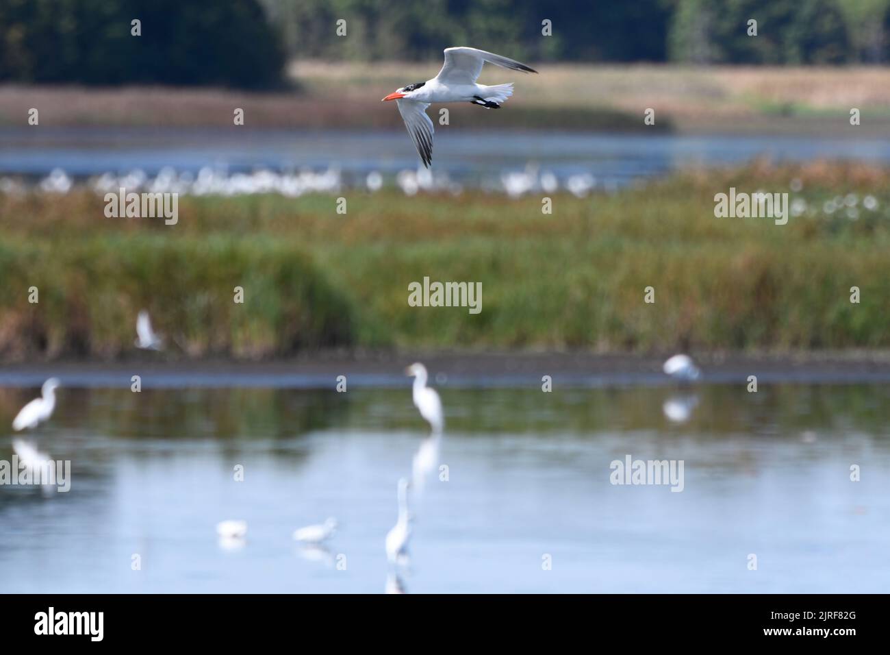Caspian Tern in flight over marsh waters with marsh and other birds in background Stock Photo