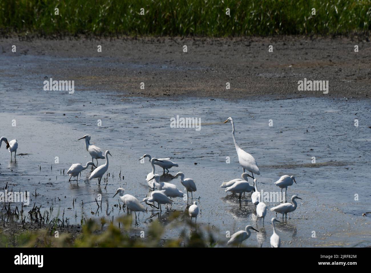 Marsh Landscape of single Great White Egret among several Snowy Egrets Stock Photo