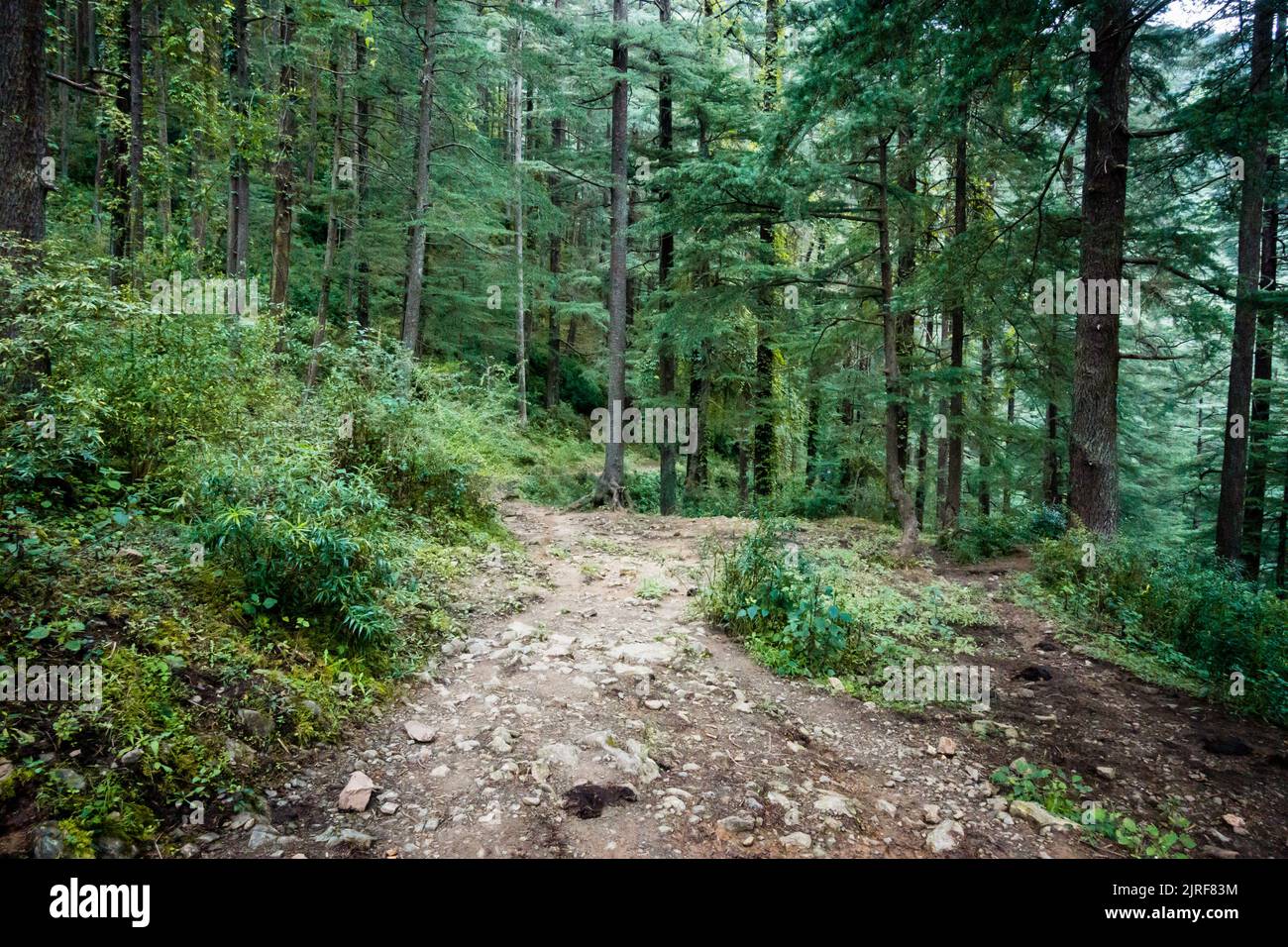 Pathway through Forest of Cedrus deodara, the deodar cedar, Himalayan cedar, or deodar, is a species of cedar native to the Himalayas. Uttarakhand Ind Stock Photo