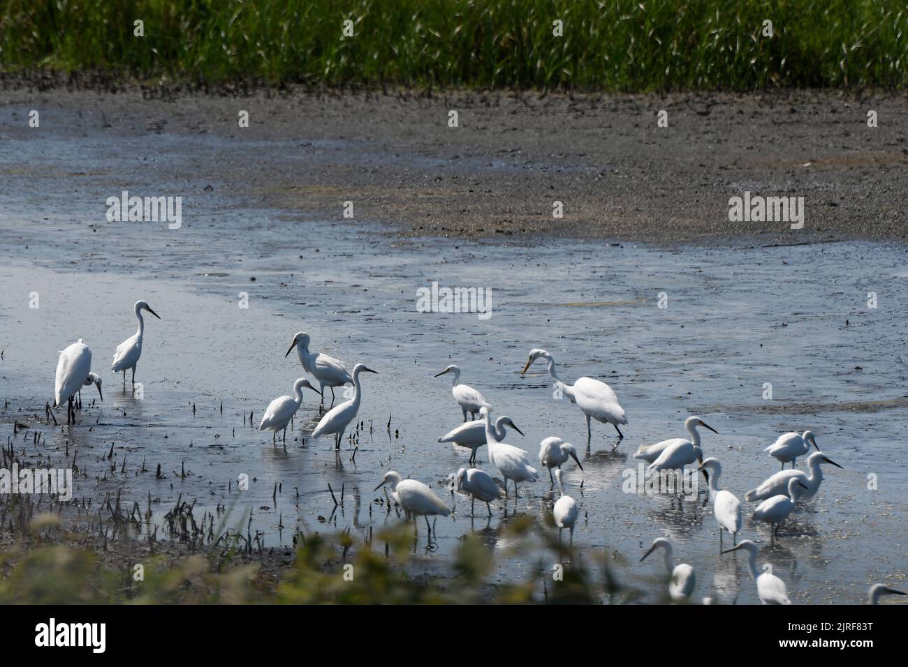 Marsh Landscape of single Great White Egret among sererval Snowy Egrets Stock Photo