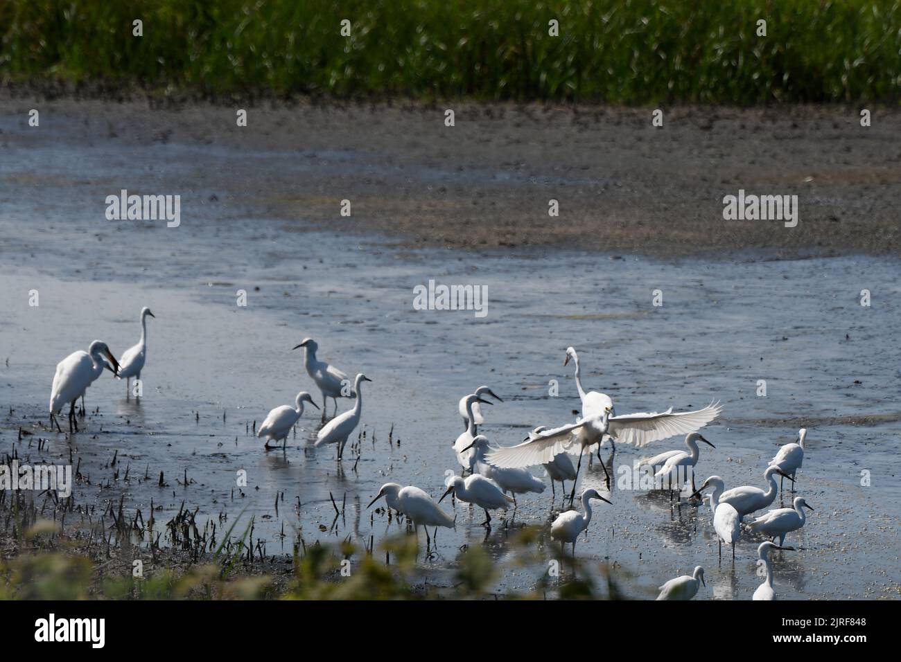 Marsh Landscape of single Great White Egret among several Snowy Egrets Stock Photo