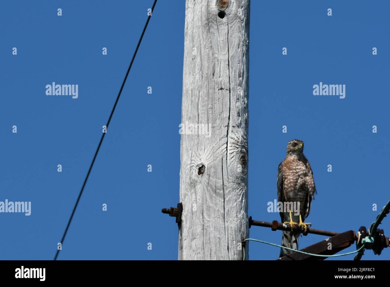 Coopers Hawk perched on Powerline post Stock Photo