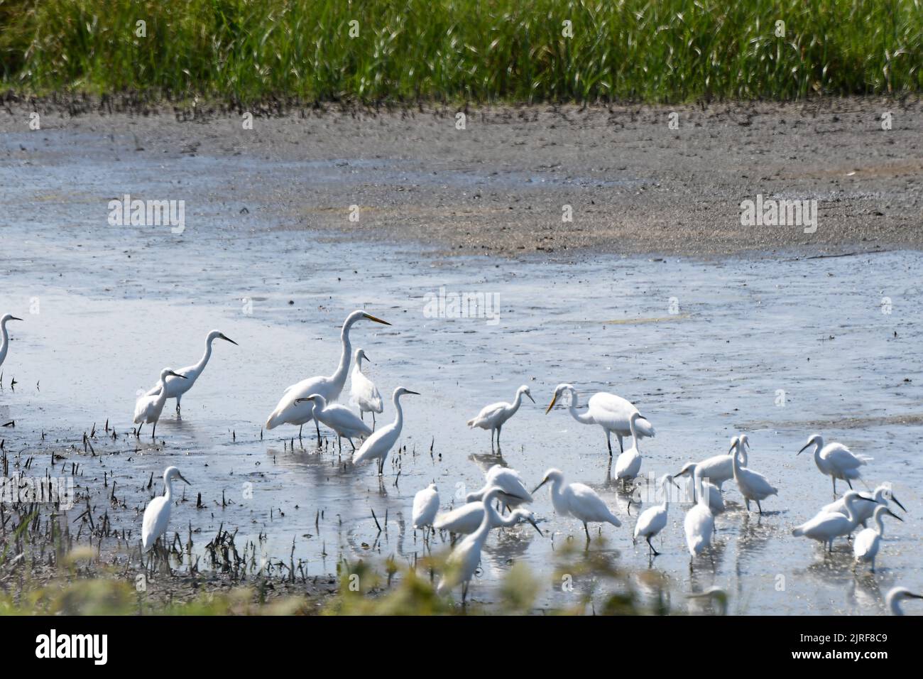 Marsh Landscape of single Great White Egret among sererval Snowy Egrets Stock Photo