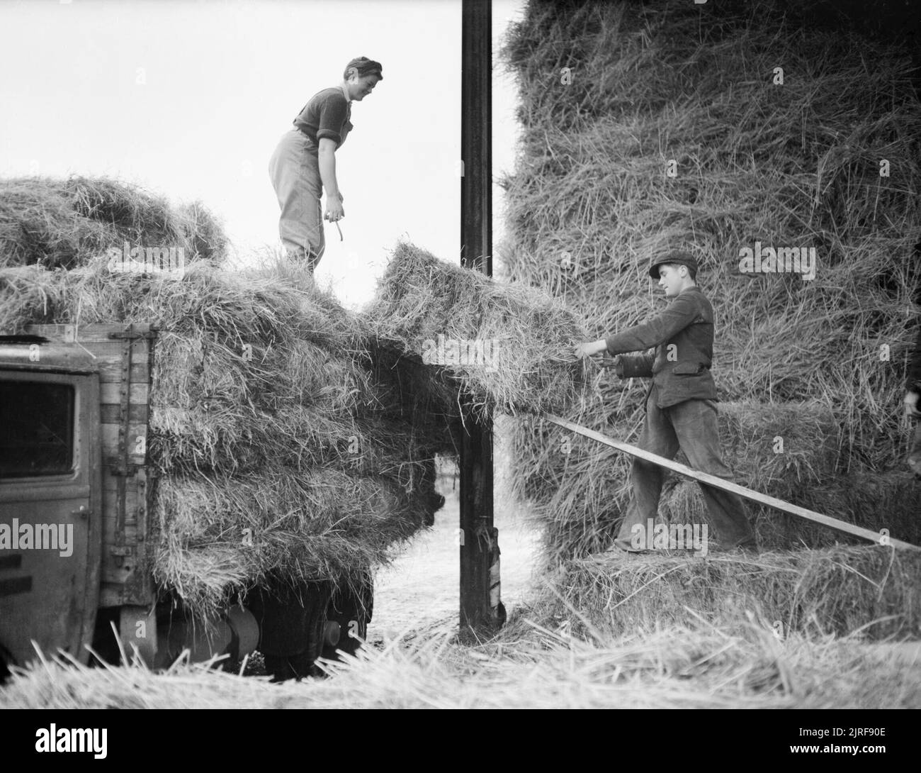 Landgirl's Day Everyday Life and Agriculture in West Sussex, England, UK, 1944 29 year old Land