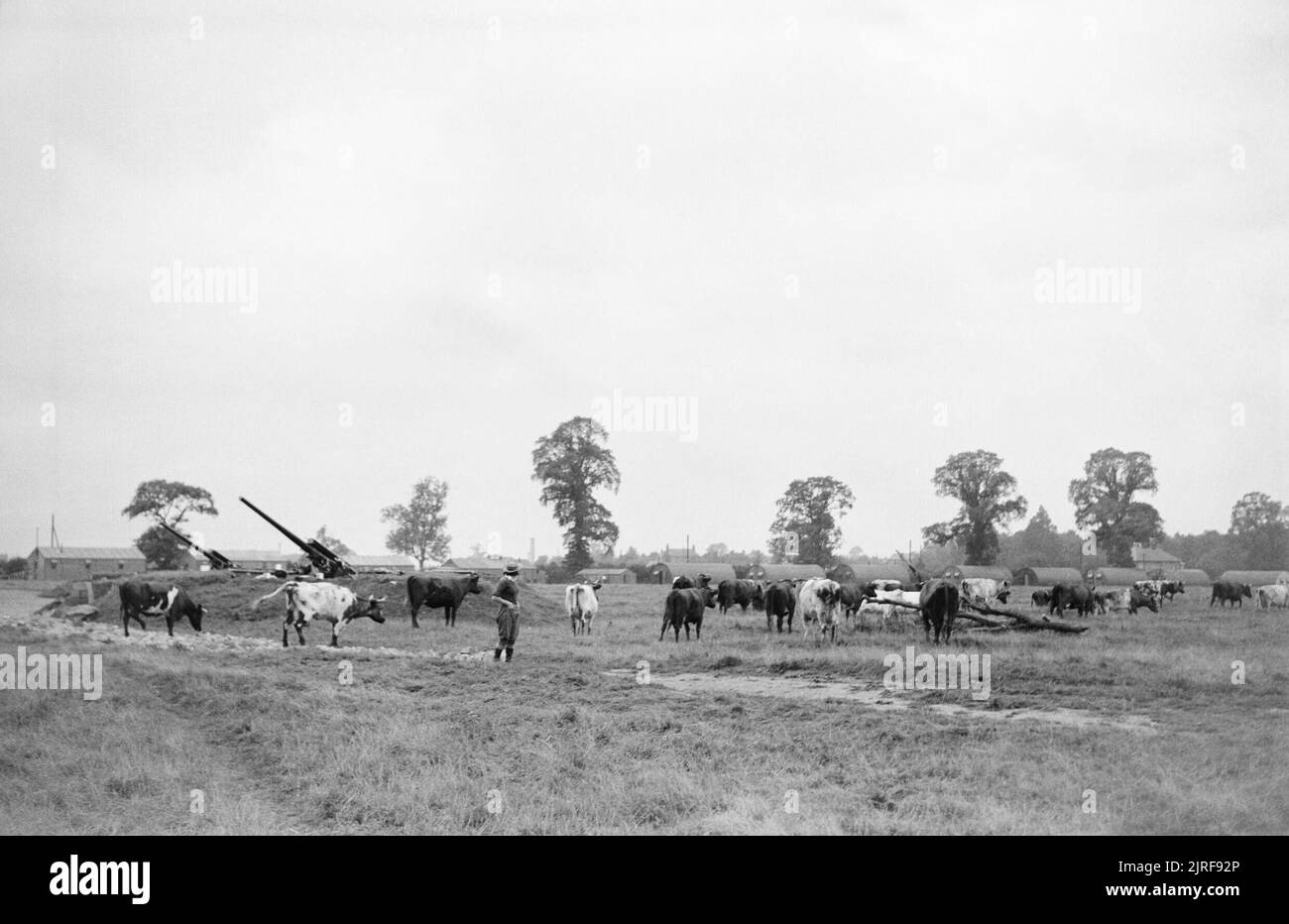 Agriculture and the Military- Everyday Life in the Countryside, Britain, C 1941 Cattle graze in a field in front of an anti-aircraft gun site, somewhere in England. In the background, the huts of the barracks for those working on the ack-ack site can just be seen. The cows are being looked after by a member of the Women's Land Army. Stock Photo