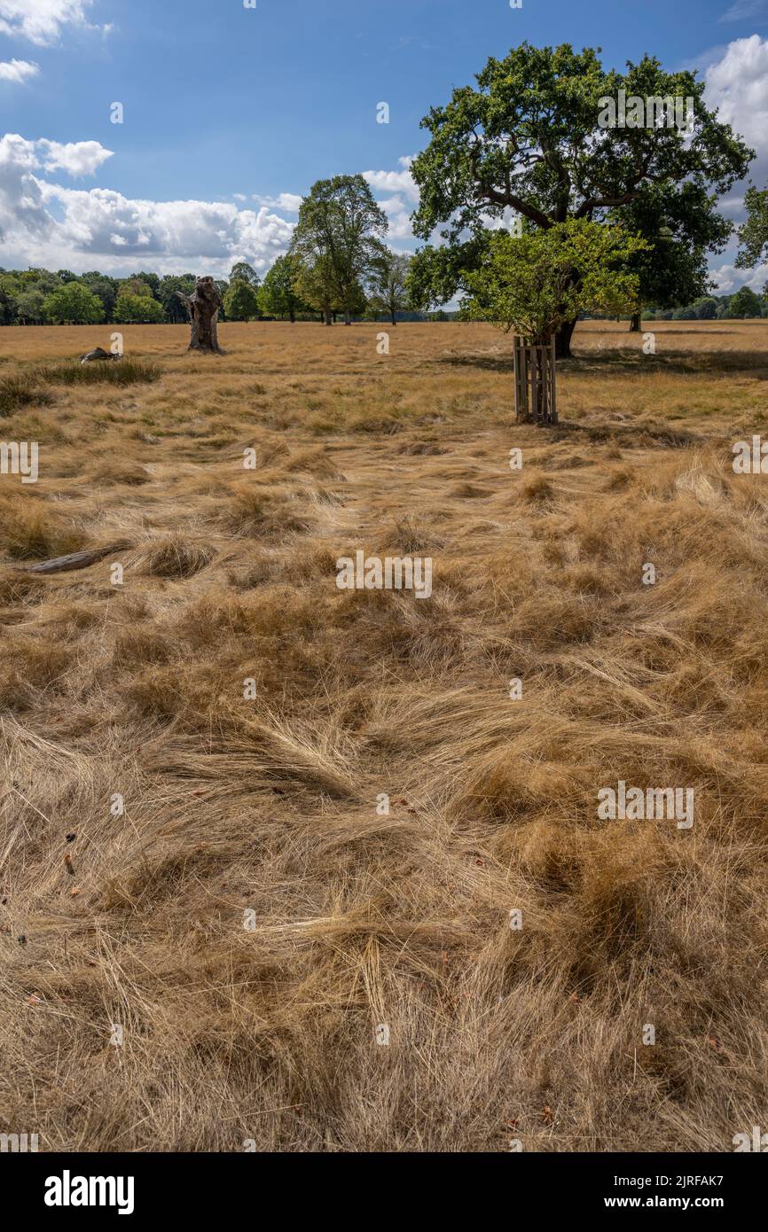 Richmond Park, London, UK. 24 August 2022. Flattened parched grassland