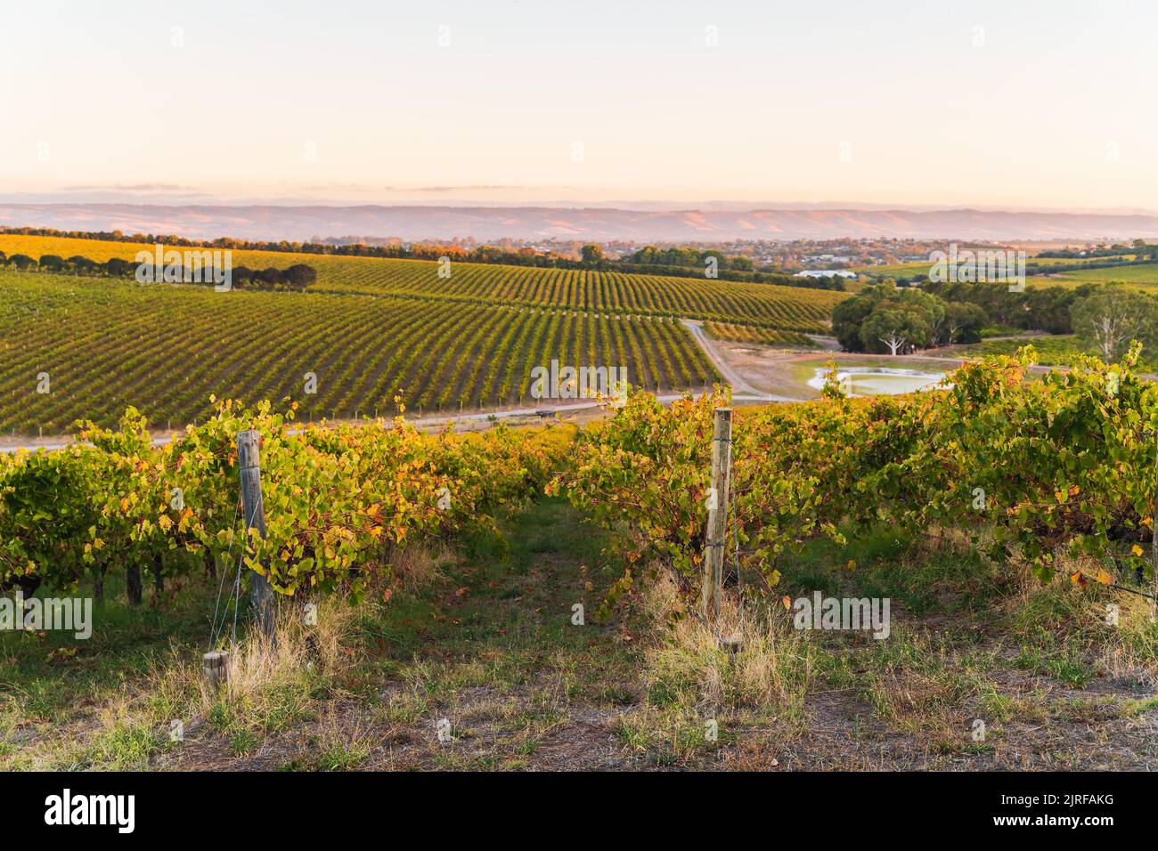 Vineyards in McLaren Vale at sunset, South Australia. Stock Photo