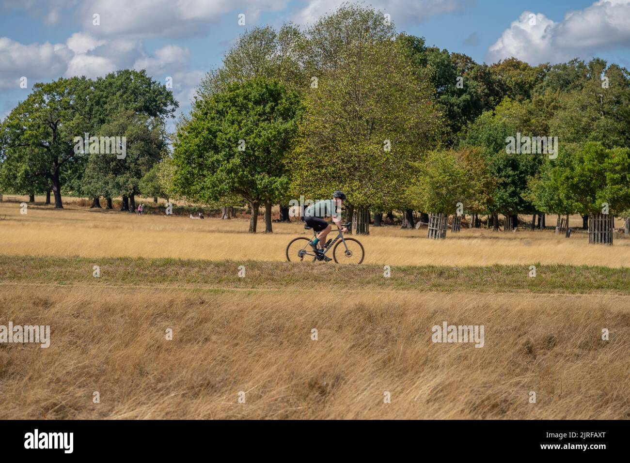 Richmond Park, London, UK. 24 August 2022. Parched grassland in Richmond Park as the hot weather