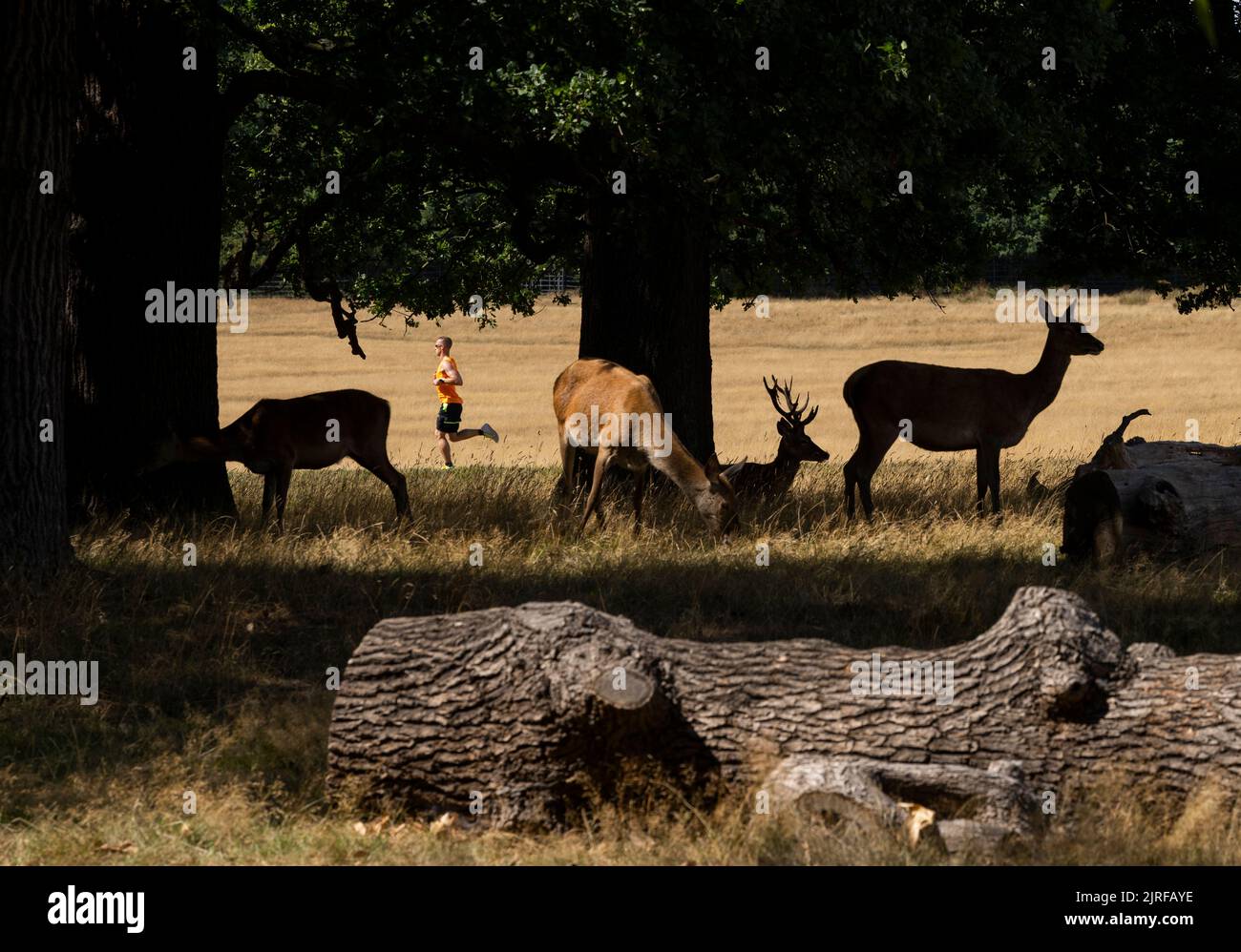 Hosepipe thames water hires stock photography and images Alamy