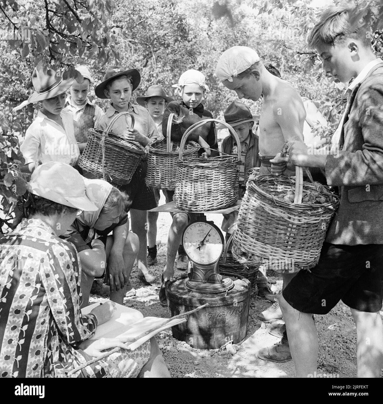Boy Scouts bring in baskets of plums for weighing on the fruit-picking farm near Cambridge in 1944. The boys gather in the dappled shade of the trees to present their baskets of plums to the female representative of the jam company to be weighed. The fruit is weighed by the pound and the weights are entered into a ledger before the baskets are emptied into the firm's bushel baskets for collection. Stock Photo