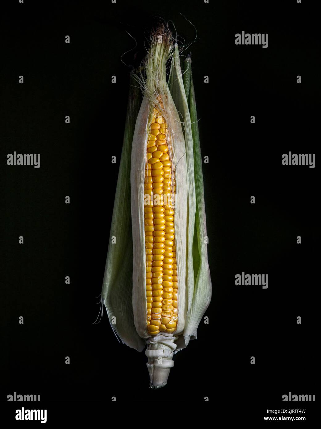 Fresh corn on the cob Stock Photo