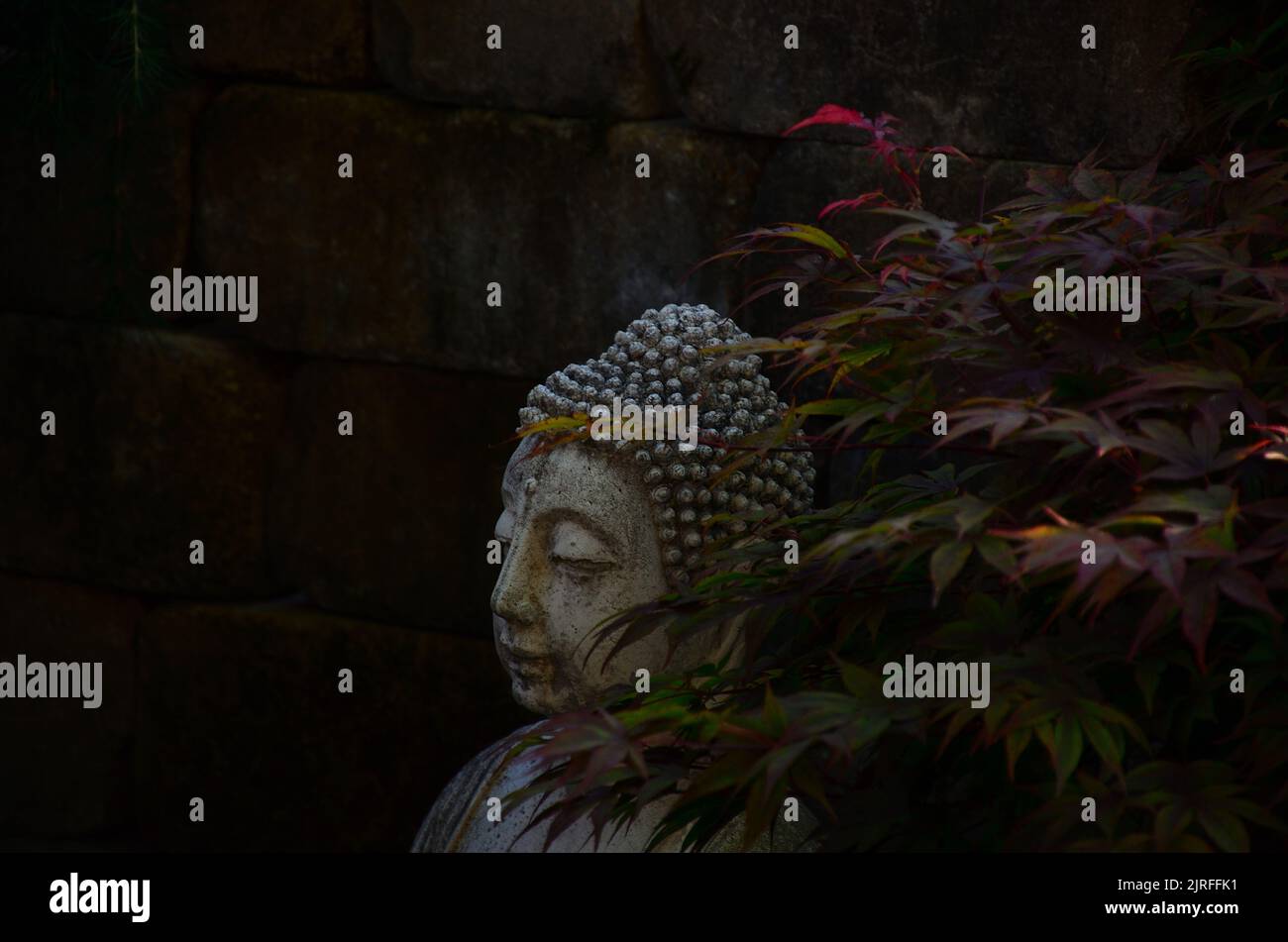Buddha statue whith dark aura sitting behind a violet, green, japanese maple. Stock Photo