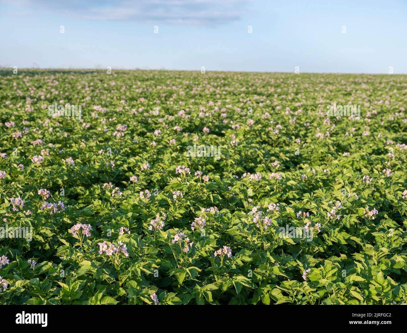 blooming potatoe plants under blue sky Stock Photo