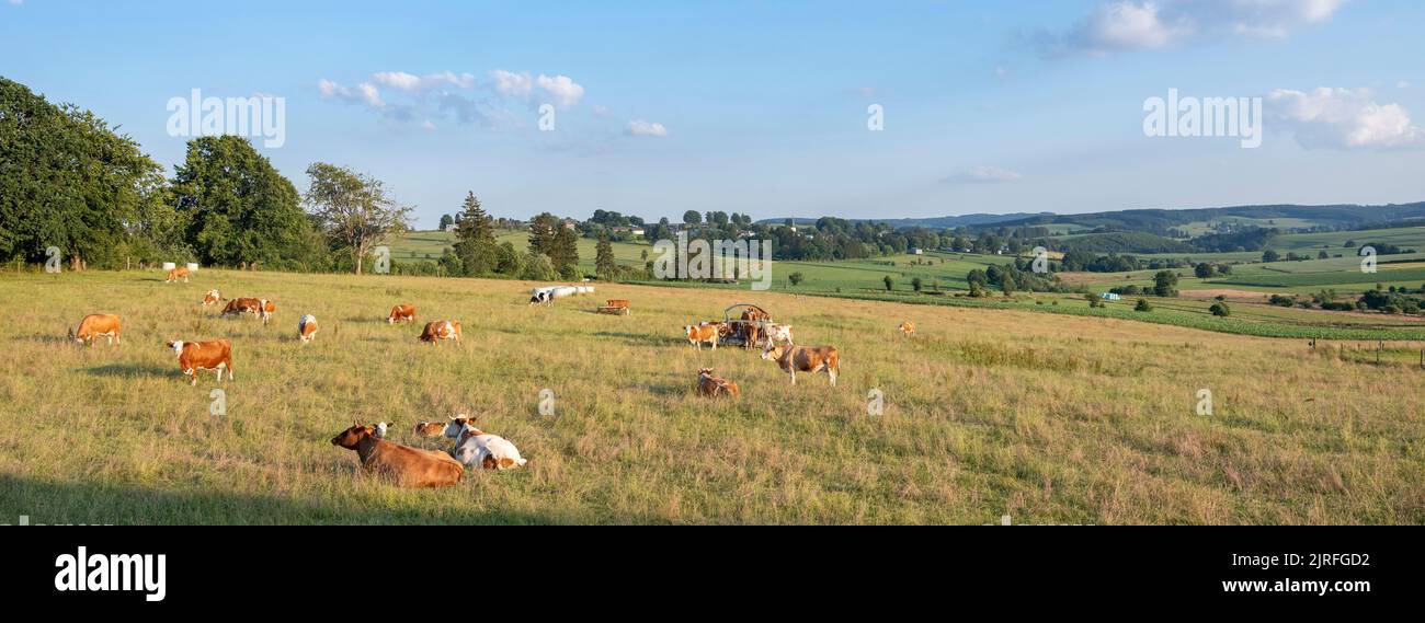 countryside landscape with cows in southern part of hautes fagnes between vielsalm and sankt vith in belgian ardennes Stock Photo