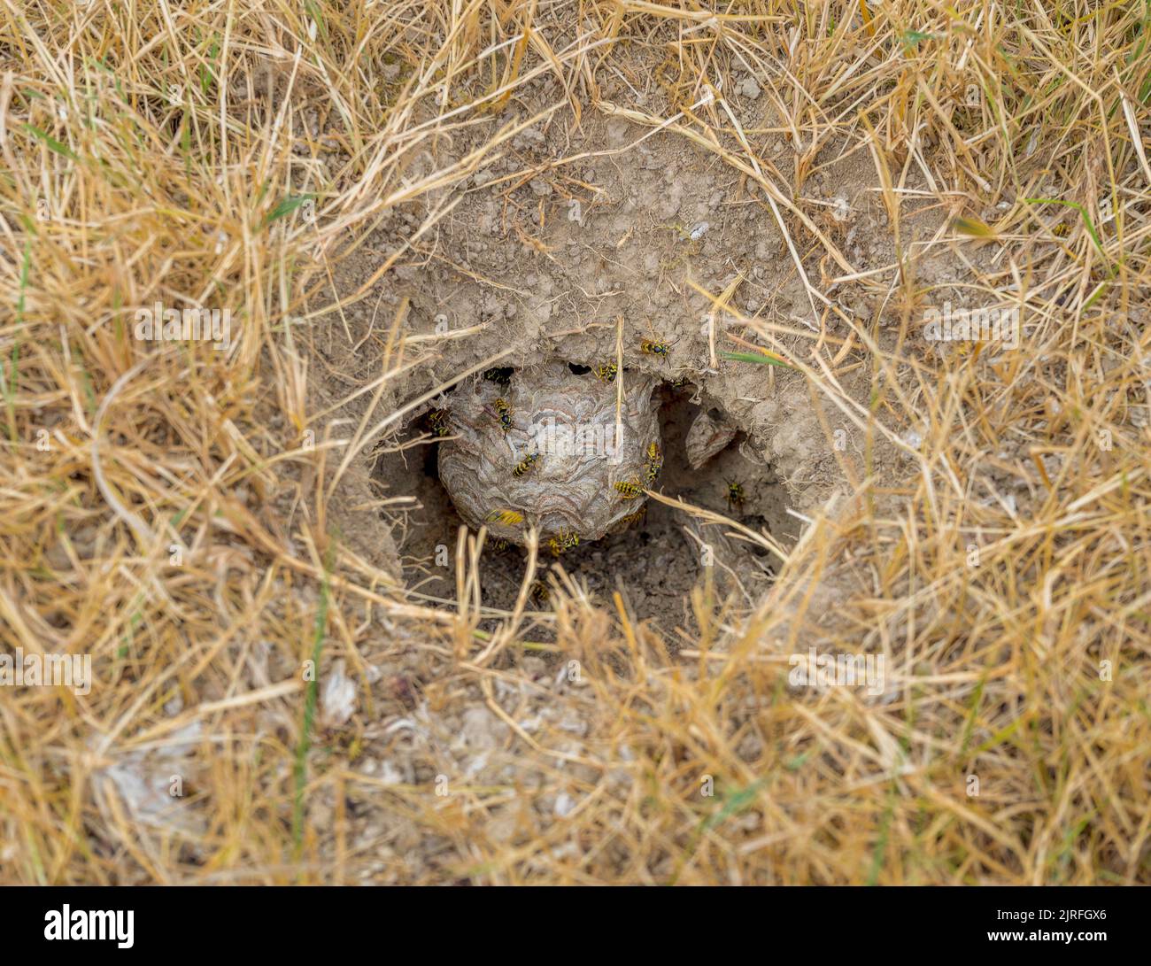 Hole in the ground including wasps and nest Stock Photo Alamy