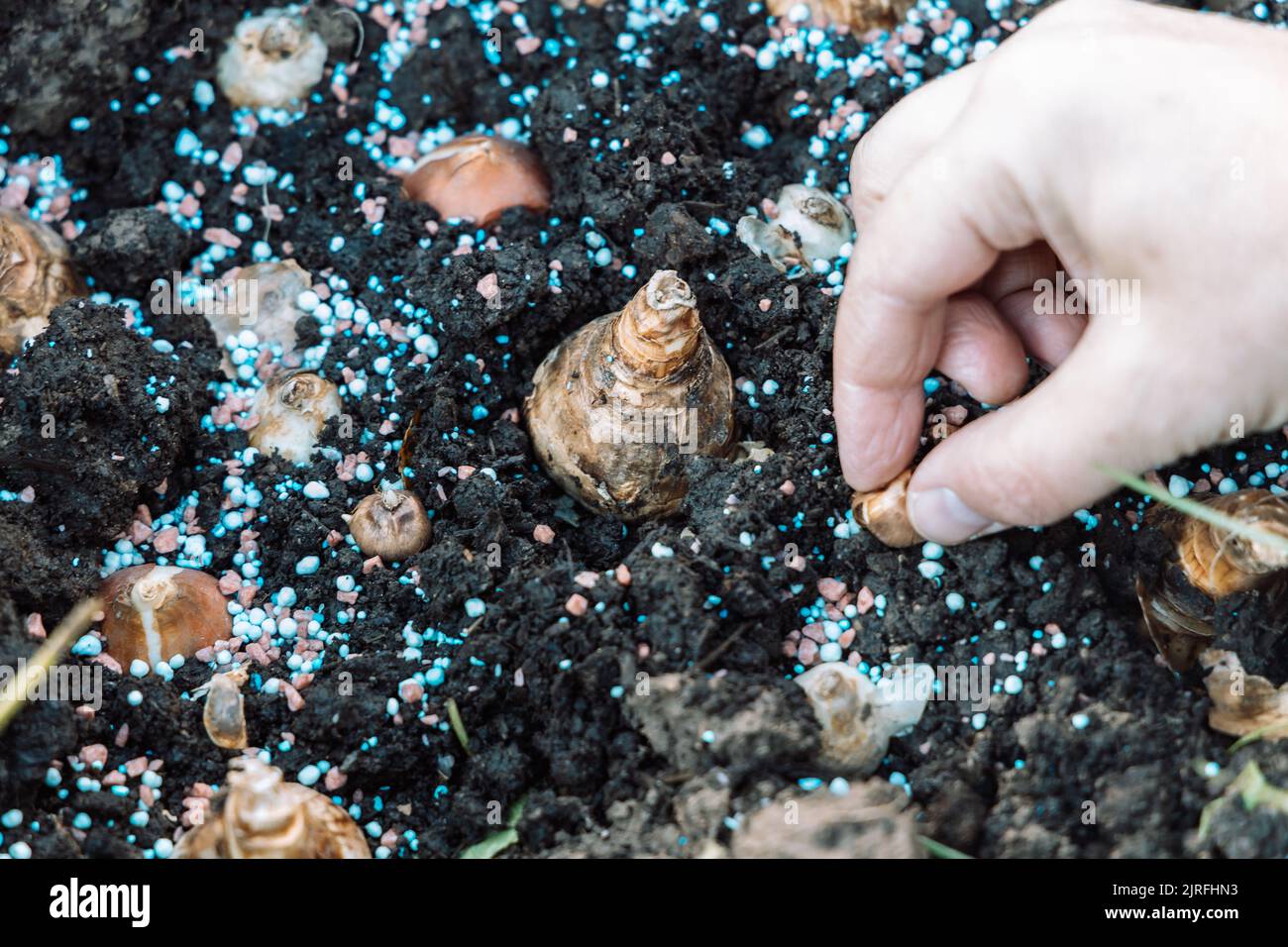 hands holding daffodil bulbs before planting in the ground Stock Photo
