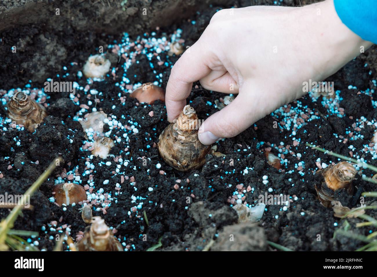 hand sadi in soilsoil flower bulbs. Hand holding a crocus bulb before