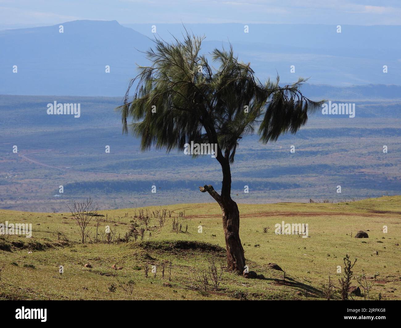 A beautiful view of a tree at Ngong Hills in Nairobi, Kenya Stock Photo