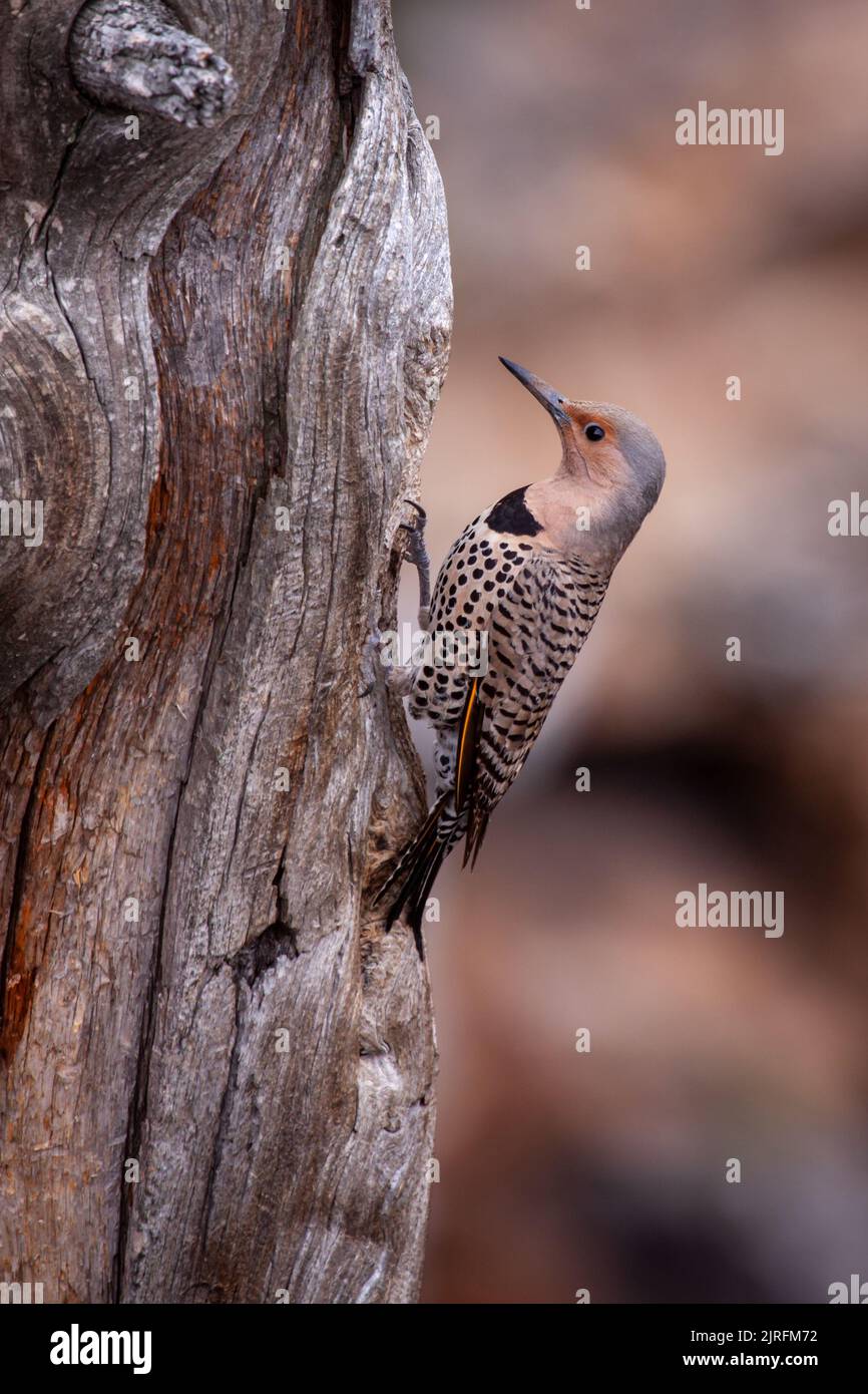 Female Red shafted Northern Flicker on a dead tree perch Stock Photo