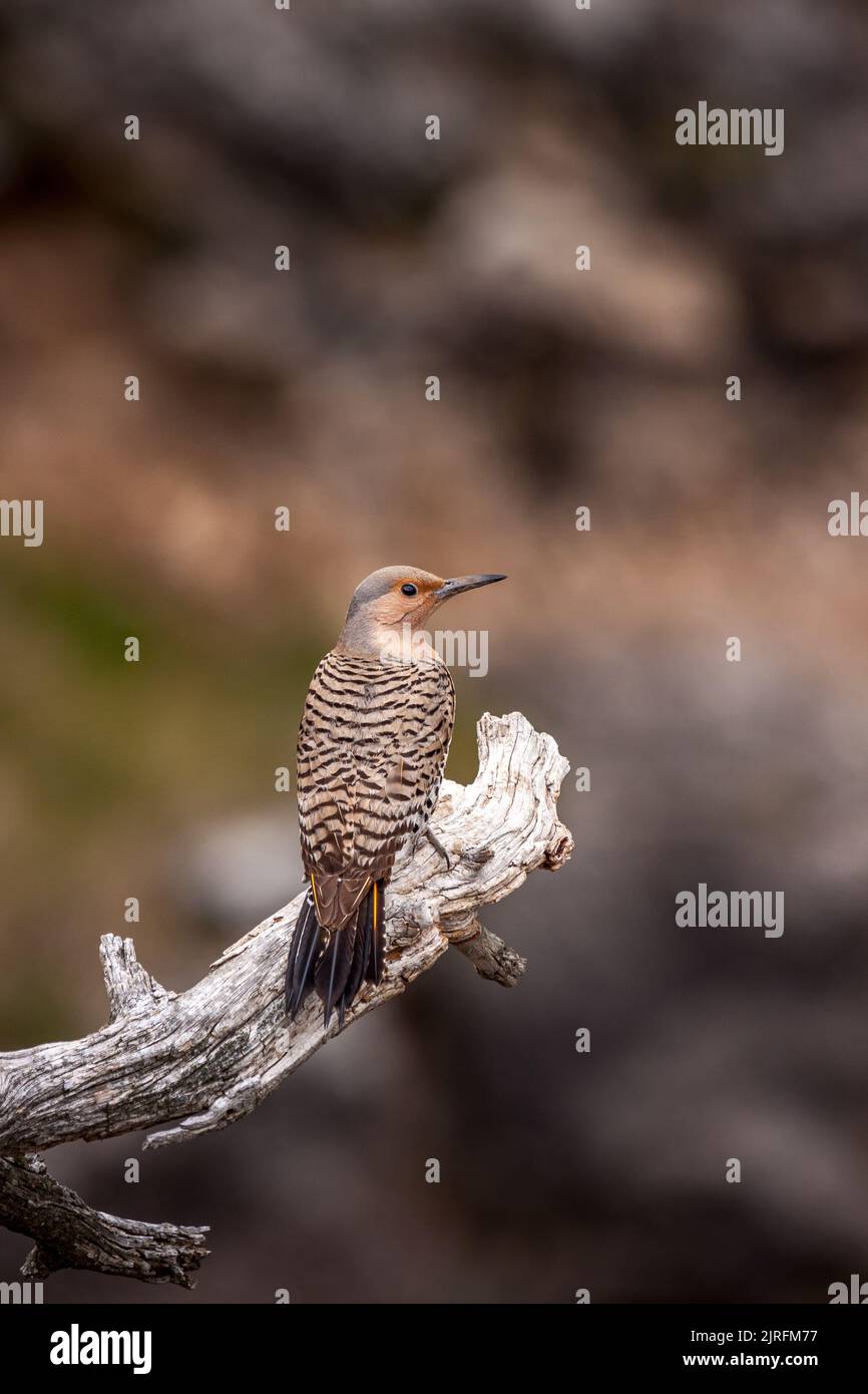 Female Red shafted Northern Flicker on a dead wood perch Stock Photo
