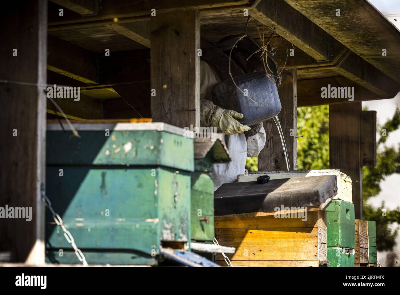 2022-08-24 11:52:51 TILBURG - Beekeeper Marcel Horck feeds his bees with extra sugar water. Due to the persistent drought, there is not enough nectar in the flowers to build up a winter supply. ANP ROB ENGELAAR netherlands out - belgium out Stock Photo