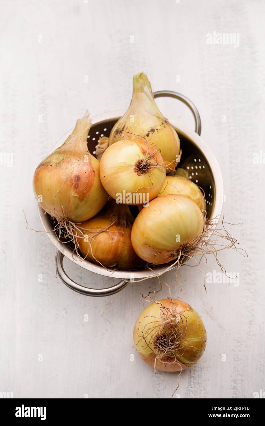 Golden organic onion in a metal sieve on a light background Stock Photo