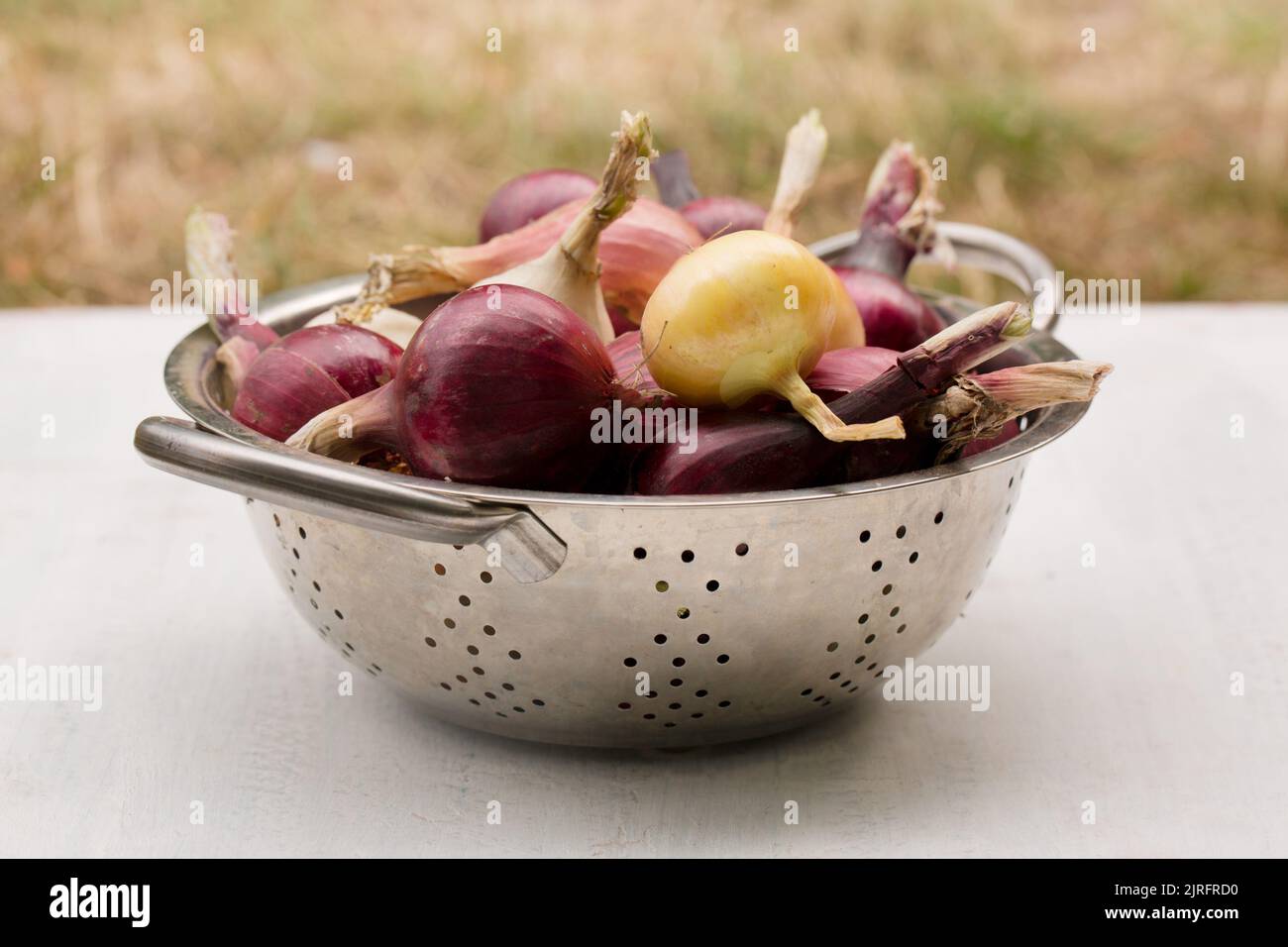 Purple, white and golden onions in a metal sieve on a light background Stock Photo
