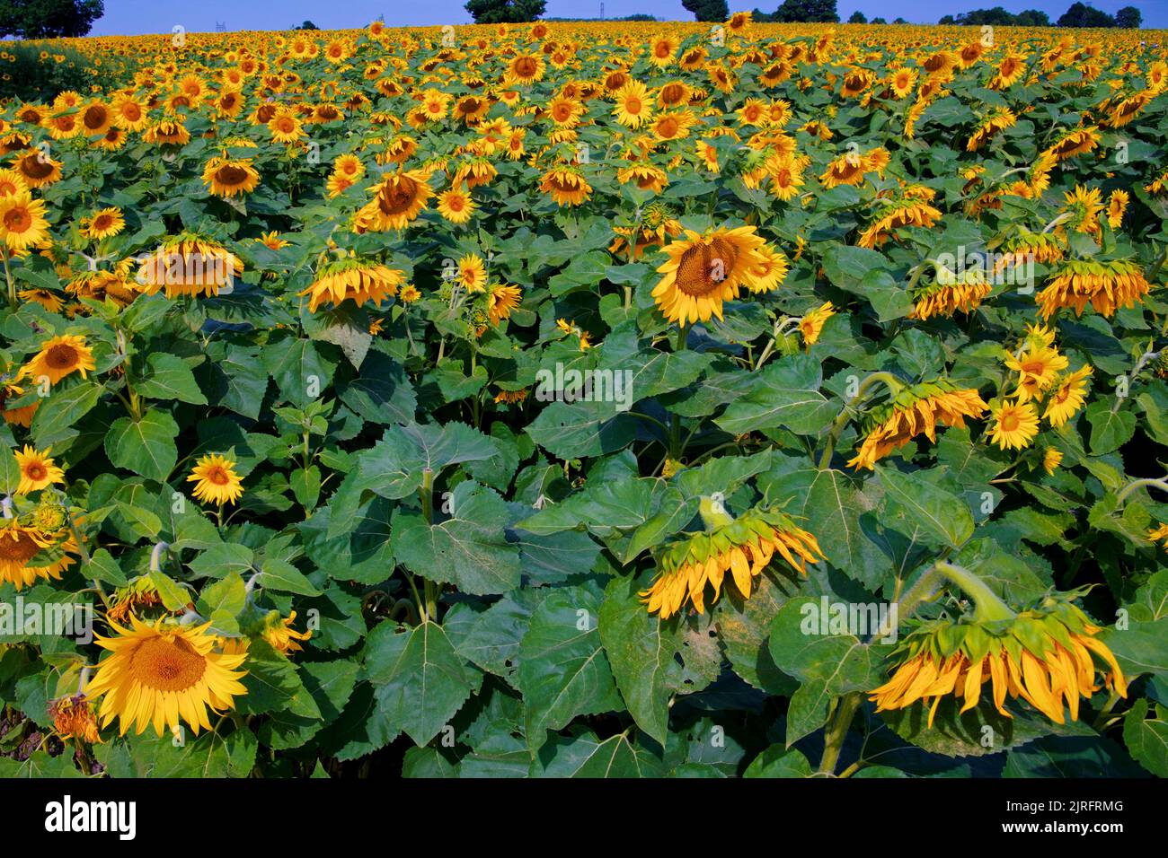 Field of blooming sunflower in the sunflower farm Stock Photo Alamy