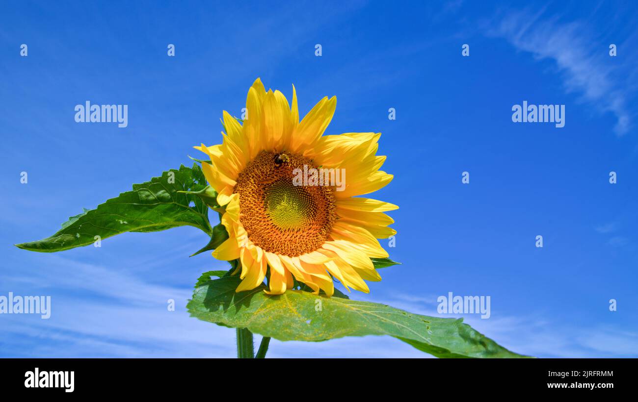 Close-up of a single sunflower with blue sky background Stock Photo