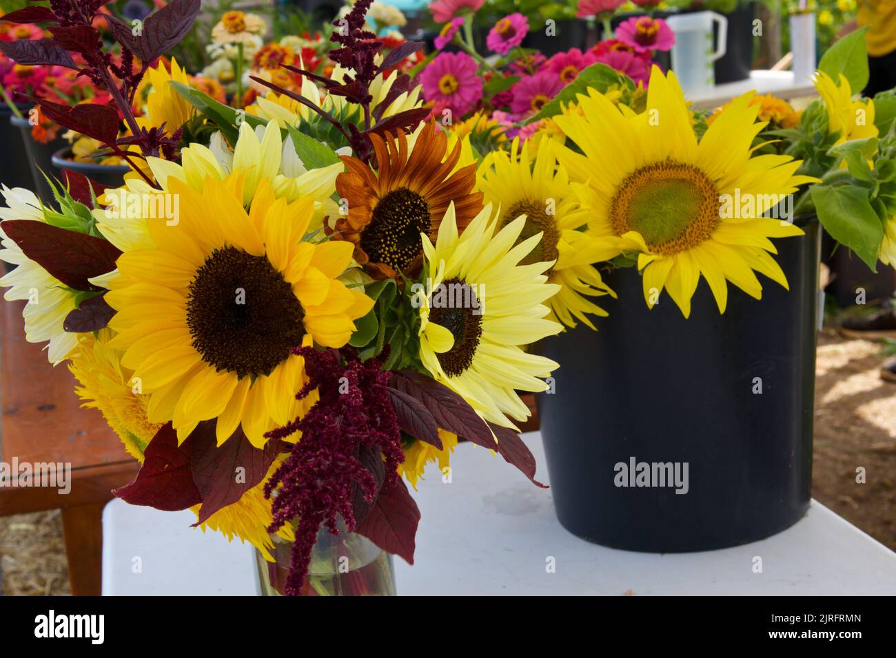 Sunflowers on sale on the sunflower farm Stock Photo