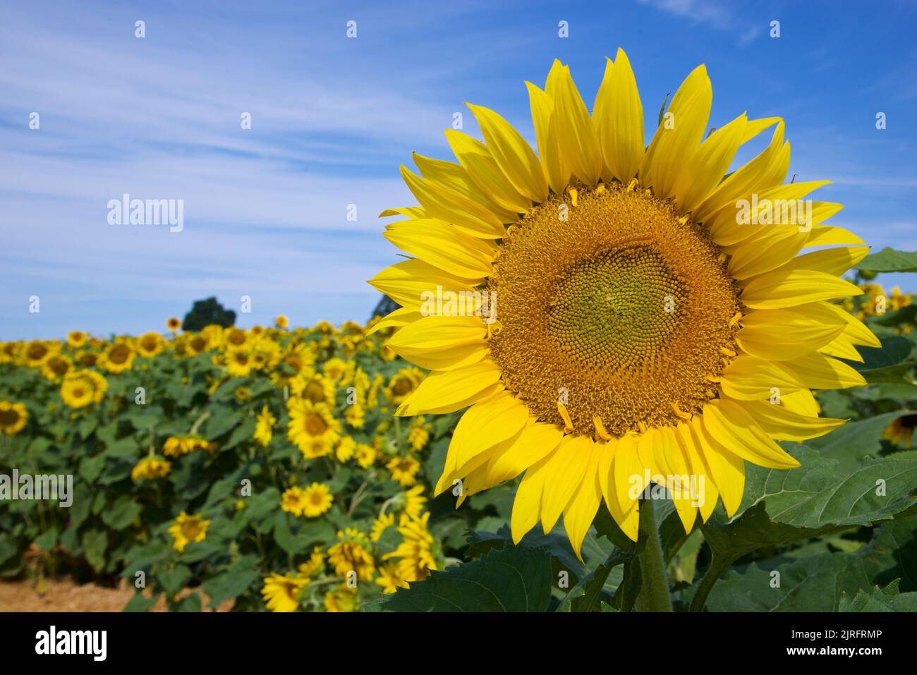 Close-up of a single sunflower in the sunflower field Stock Photo