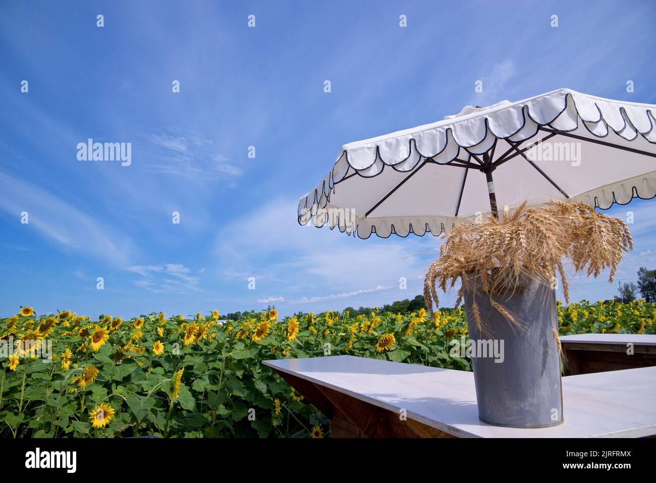 Food and beverage kiosk with an umbrella in the Sunflower Farm Stock Photo