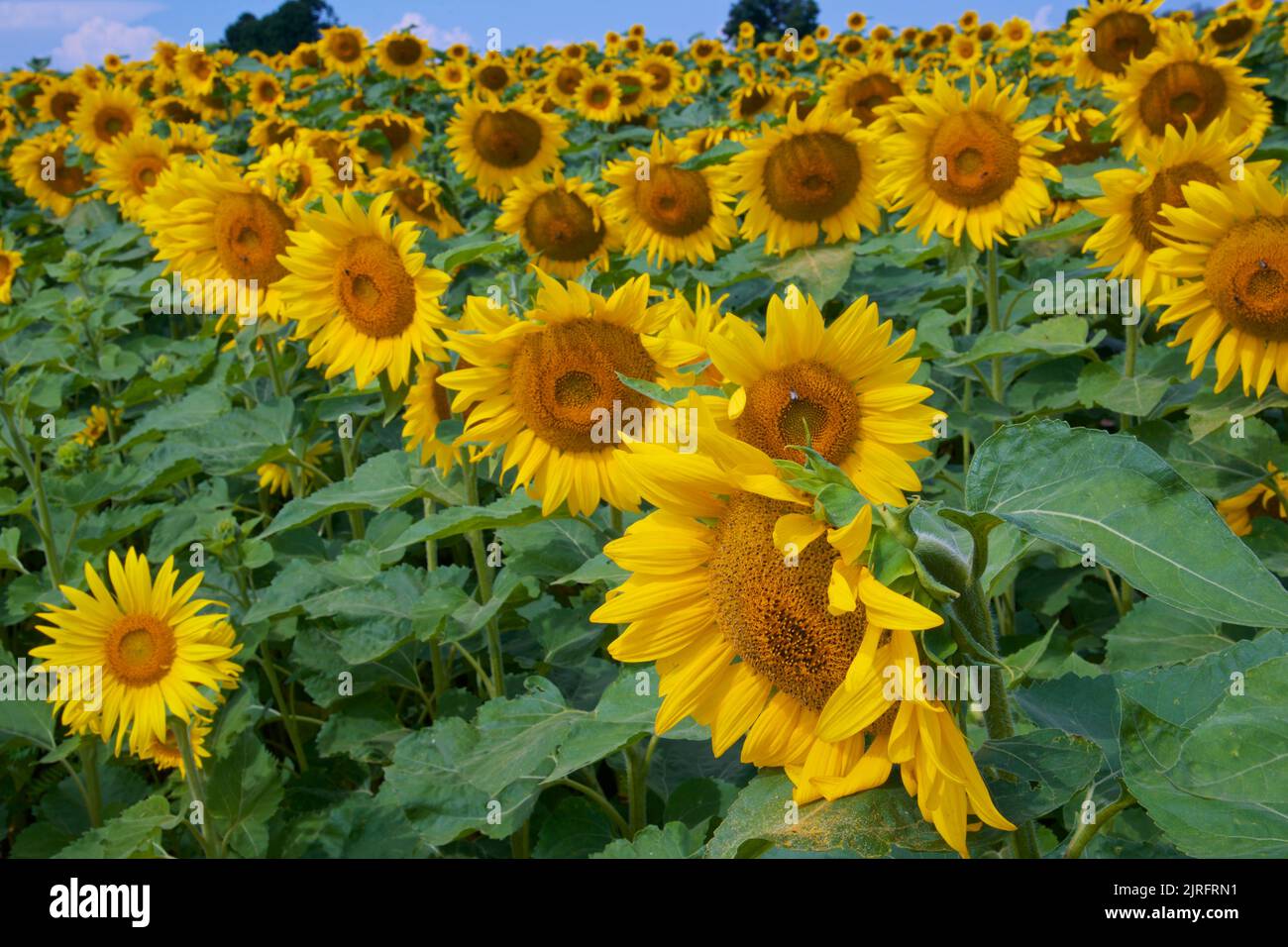 Sunflower Field in rural landscape in Ontario, Canada Stock Photo