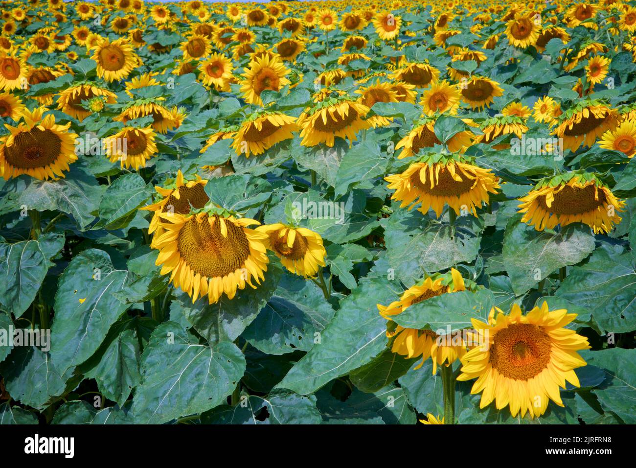 Field of blooming sunflowers on the sunflower farm Stock Photo - Alamy