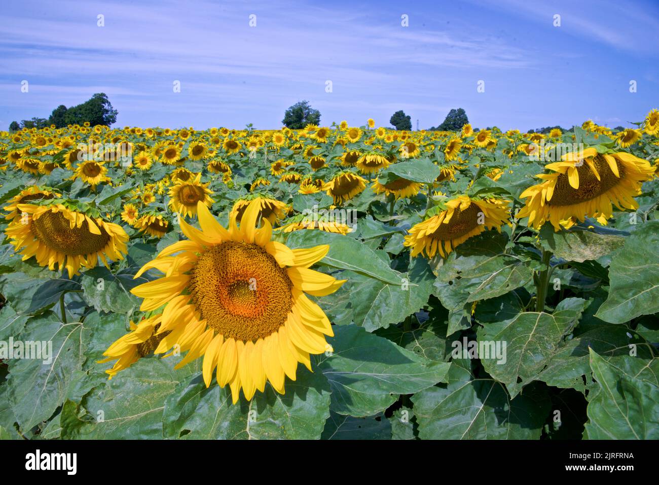 Close-up of a sunflower on the sunflower field Stock Photo