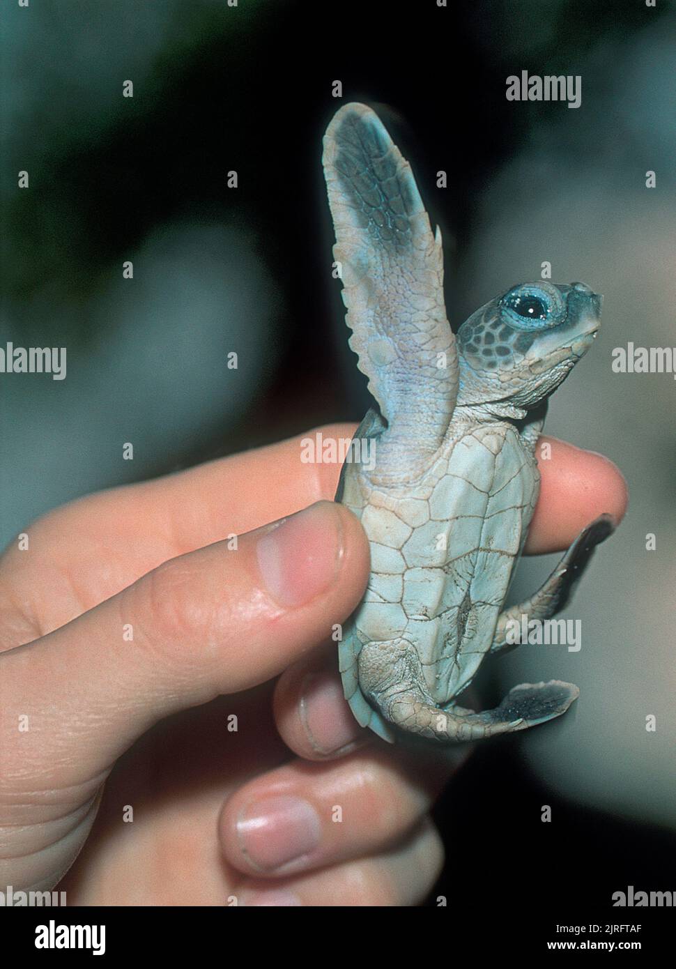 Green Sea Turtle (Chelonia mydas), baby, hatched, Malaysia, Asia Stock Photo