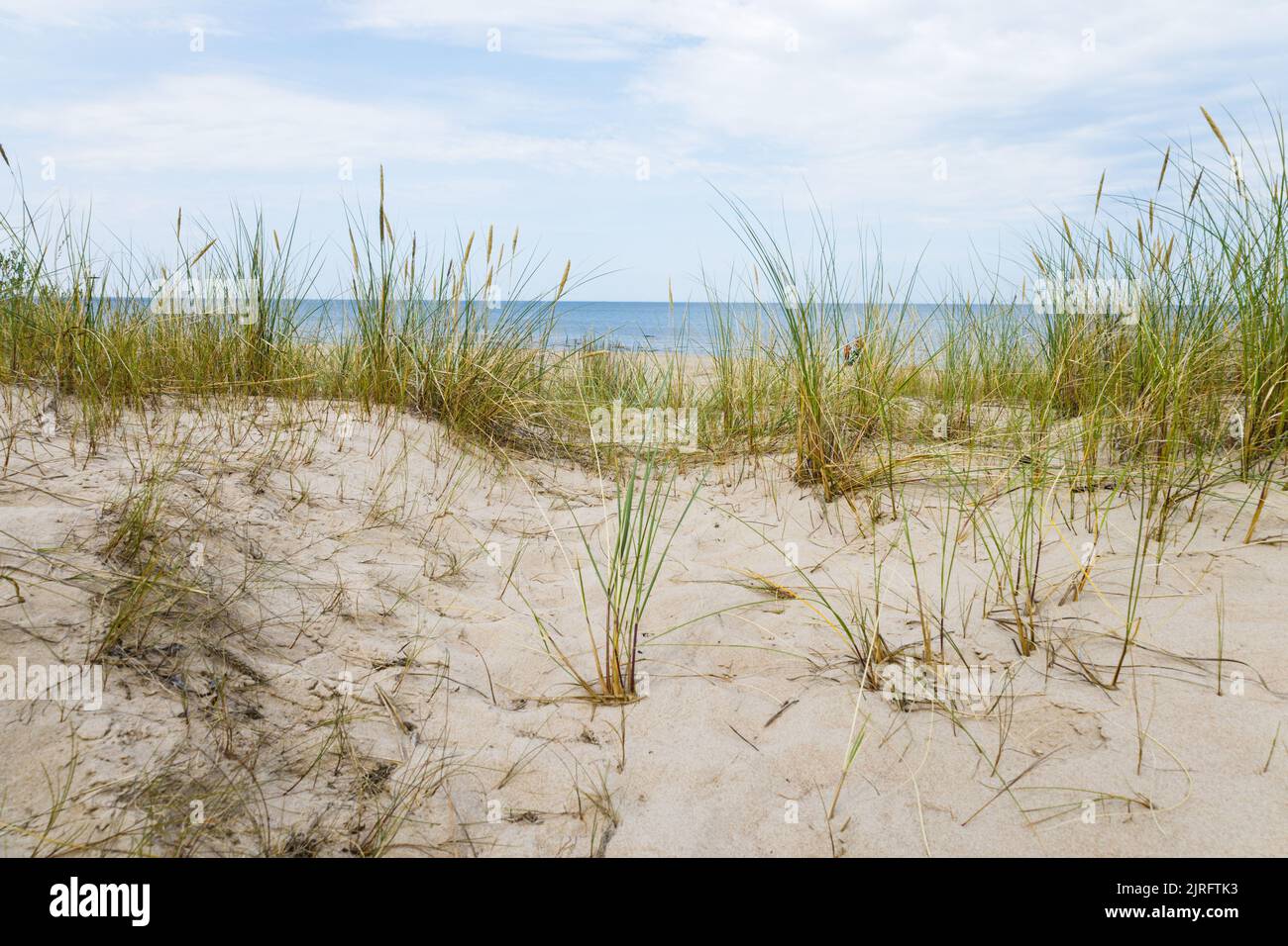Sandy beach with dry and yellow grass, reeds, stalks, and blue Baltic sea Stock Photo