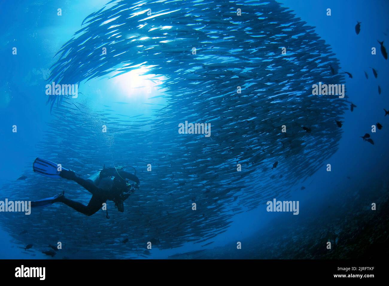 Scuba diver under a huge schooling Chevron barracudas or Blackfin Barracudas (Sphyraena genie), Solomon Islands, Pacific Ocean Stock Photo