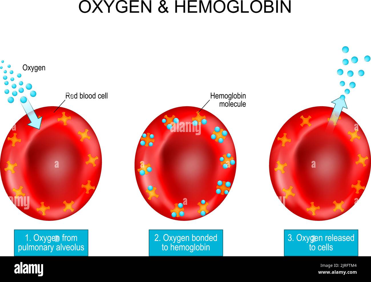 Oxygen and Hemoglobin. Red blood cells with hemoglobin molecule. vector Poster about Oxygen transport. Oxygen from pulmonary alveolus bonded Stock Vector