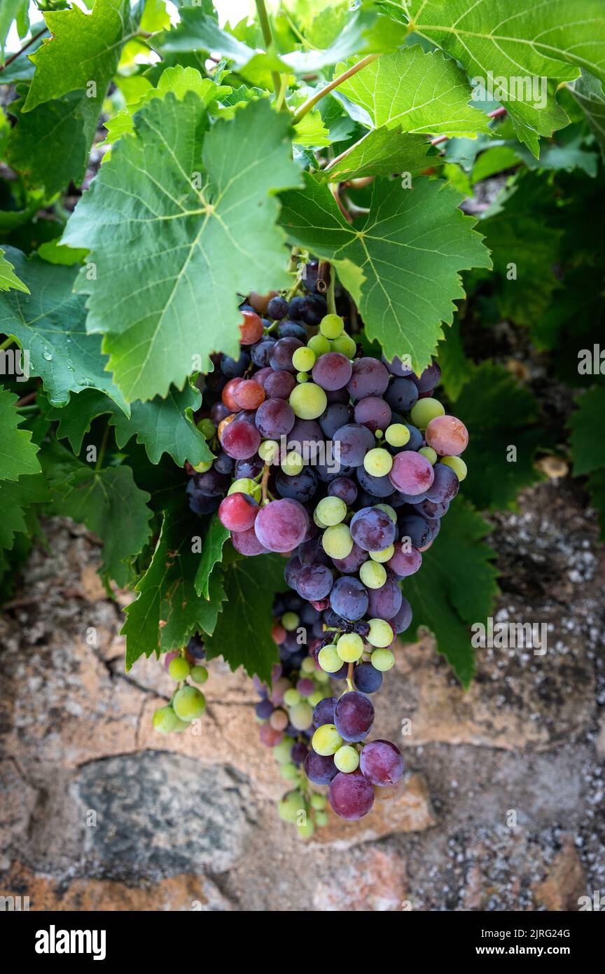 mixed colored grape-vine in front of a typical wall in France Stock Photo