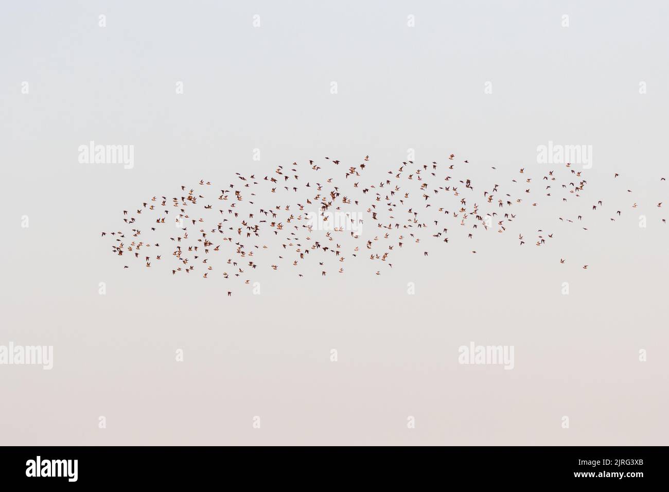 European Golden plover (Pluvialis apricaria) murmuration catching the