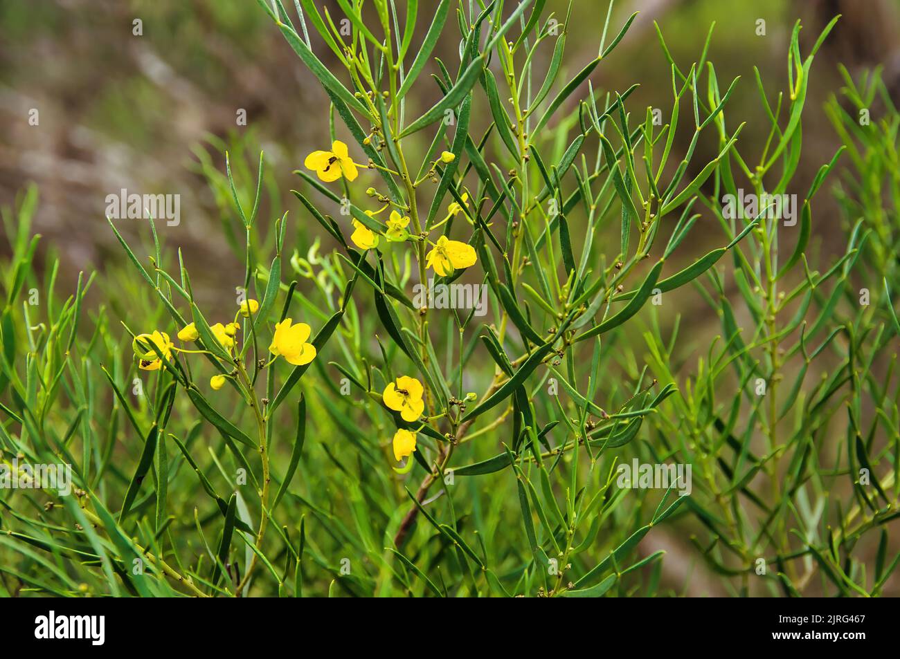 Closeup of desert senna (Senna artemisioides) with small yellow flowers in the South Australian outback at Wudinna Hill, Eyre Peninsula Stock Photo