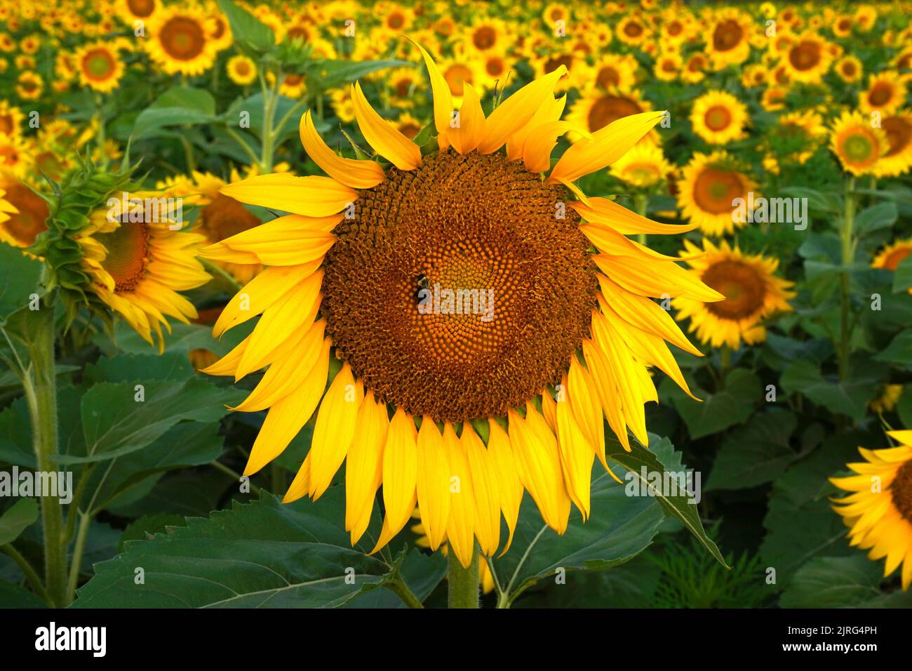Focus on a sunflower blossum with a bee on it in a field of sunflowers Stock Photo