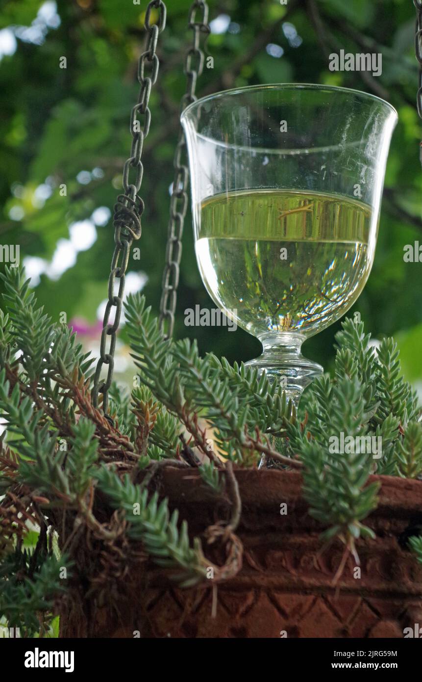 A Glass of White Wine. Different Decorations. Stock Photo