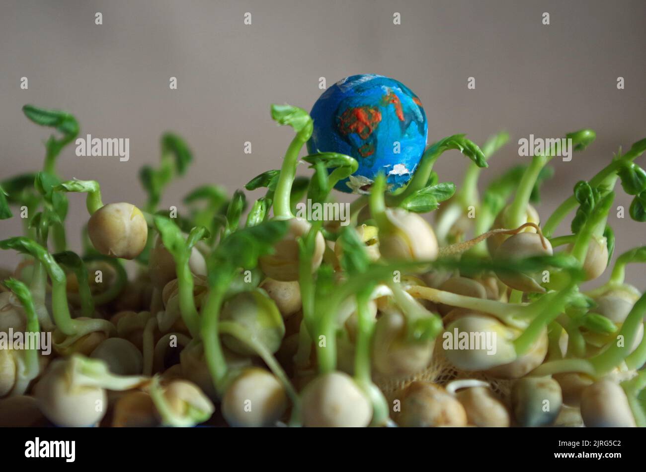 Pea Seeds and the Earth. Stock Photo