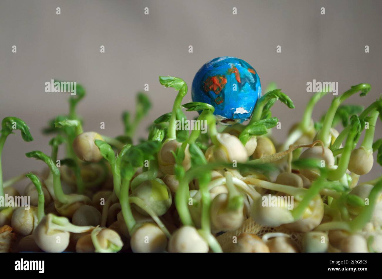 Pea Seeds and the Earth. Stock Photo