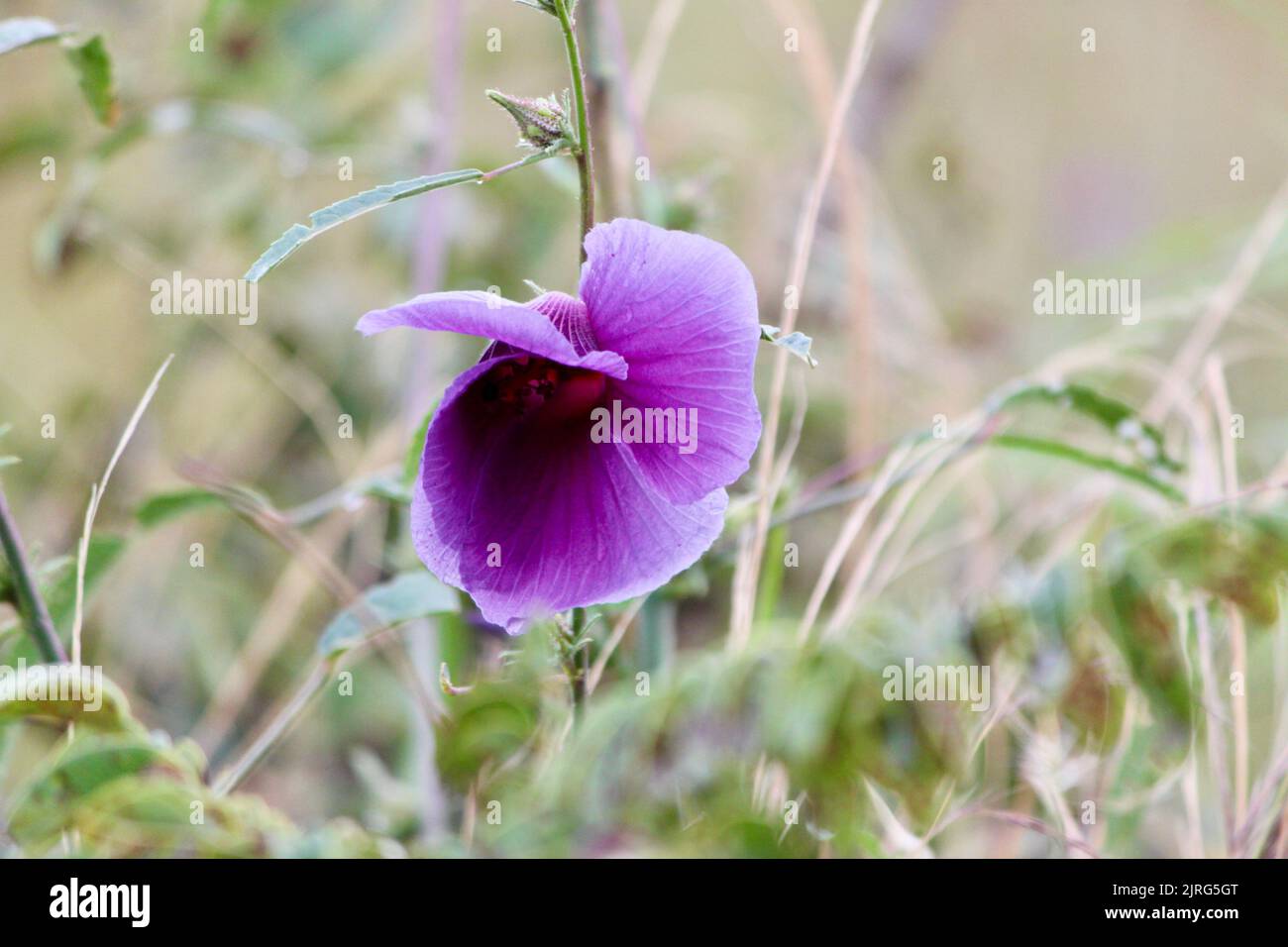 The close-up view of a Gossypium sturtianum flower bulb with purple petals Stock Photo