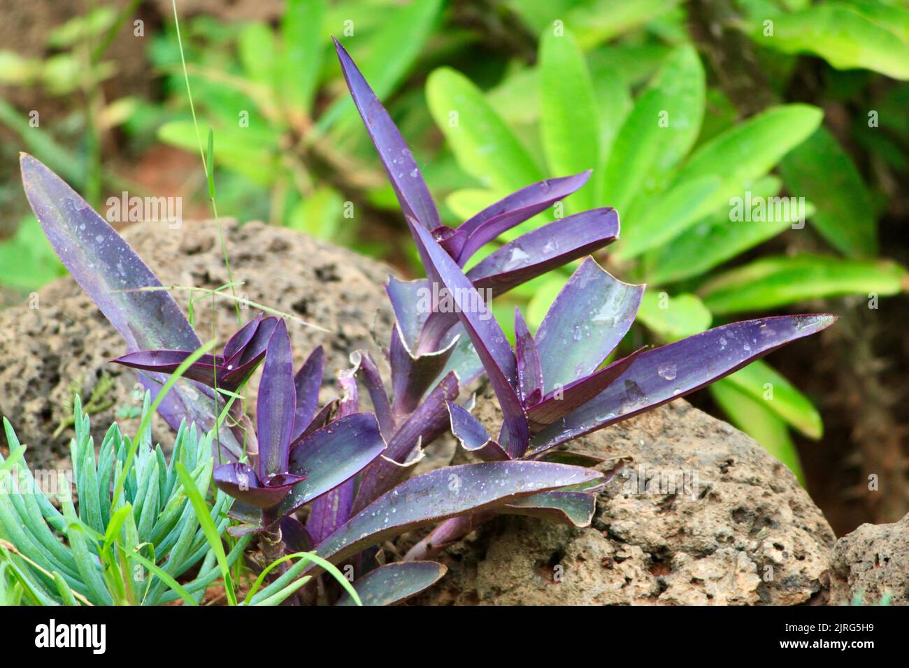 The close-up view of a Tradescantia pallida plant growing in a wild botanical area Stock Photo
